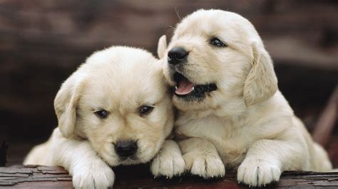 Puppy babies cute dogs wallpaper | 1920x1080 | 55972 | WallpaperUP