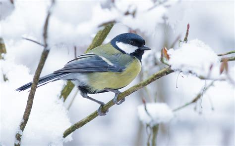 Beginners Bird Photography Workshop | Nature Photography Courses