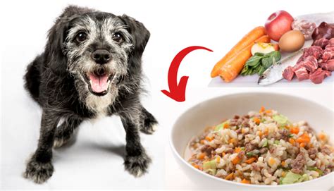 Homemade Dog Food Recipes for Senior Dogs - Rocky Kanaka