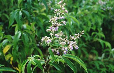 6 HEALTH BENEFITS OF VITEX NEGUNDO - AskMeAll