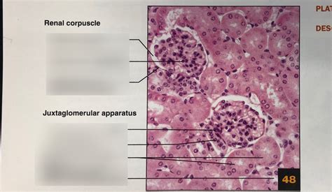 Histology of Renal Cortex Diagram | Quizlet