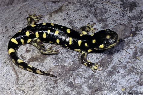 California Tiger Salamander - Ambystoma californiense