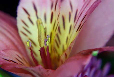 Focus Stacking for Macro and Close-Up Photography | Boost Your Photography