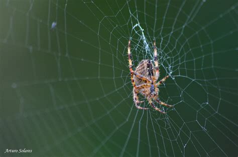 Araña de jardín