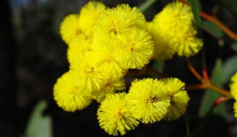 Golden Wattle | Biodiversity of the Western Volcanic Plains