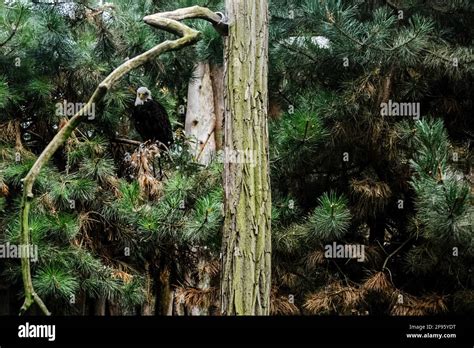 The eagle is the king of birds Stock Photo - Alamy