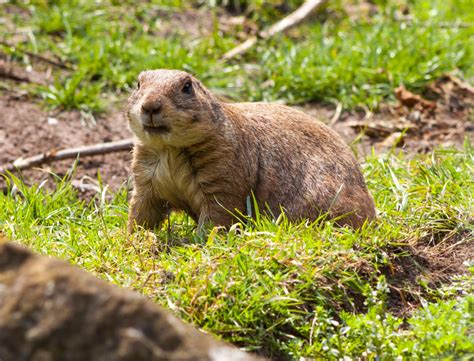 How to Get Rid of Gophers Naturally Guide (without Poison or Gas ...