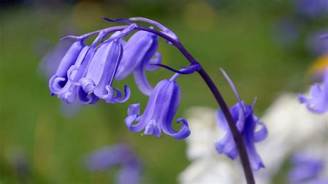 Free photo: Blue Bells - Bells, Blue, Christmas - Free Download - Jooinn