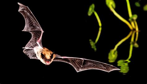 Bats use squeaks to 'see' prey's future - Futurity