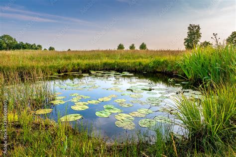 Natural pond in nature reserve near Bodegraven in the Netherlands. Pond ...