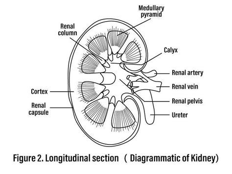 SIGN AND SYMPTOMS OF RENAL FAILURE