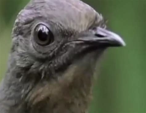 The Lyrebird's mating call.