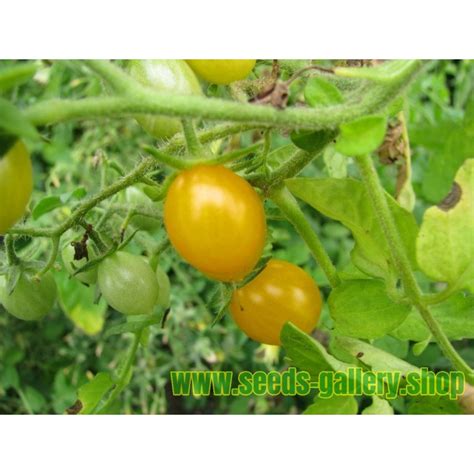 Galapagos Island Wild Tomato Seeds (Solanum chessmanii) - Price €2.65