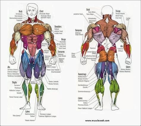 Muscles Anatomy – Different Muscles Name & Location | Body diagram ...