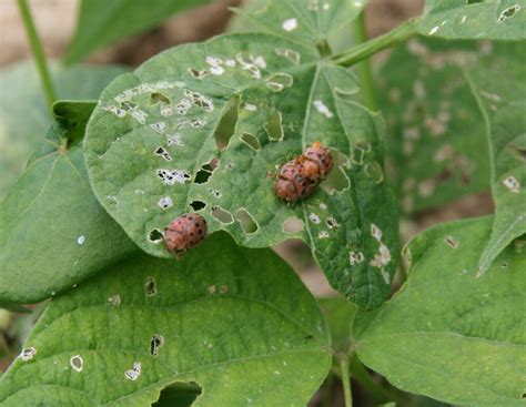 Mexican Bean Beetle - Maine Organic Farmers and Gardeners