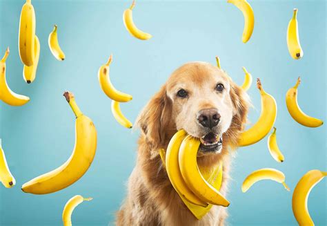 Can You Give A Dog Banana For Diarrhea