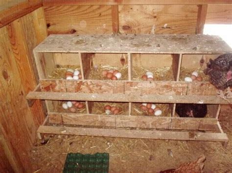 Very Recommended Chicken Roosting Ideas for Coop | Chicken nesting boxes, Chickens backyard, Diy ...