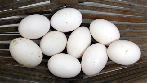 Pigeon Eggs - Cooking - eGullet Forums