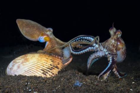 The Remarkable Coconut Octopus: Intelligence in the Depths