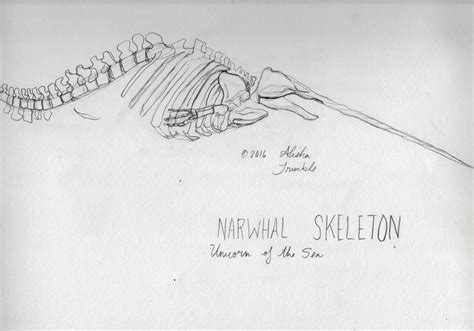 Narwhal Skeleton Drawing by Alisha Trimble | Saatchi Art