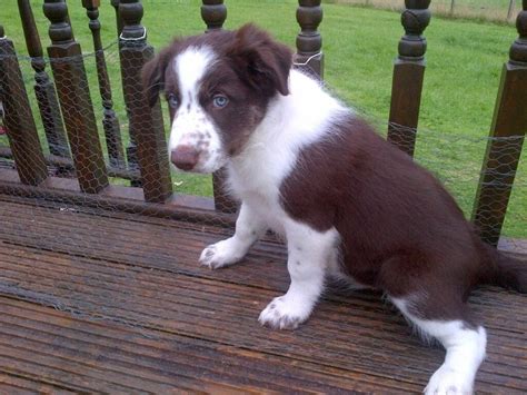 23+ White And Brown Border Collie Puppy - l2sanpiero