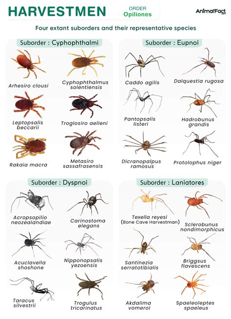 Harvestmen (Opiliones) - Types, Size, Diet, Anatomy, & Pictures