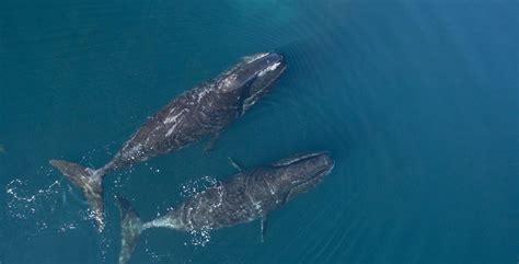 Bowhead Whale: Species Facts, Info & More | WWF.CA