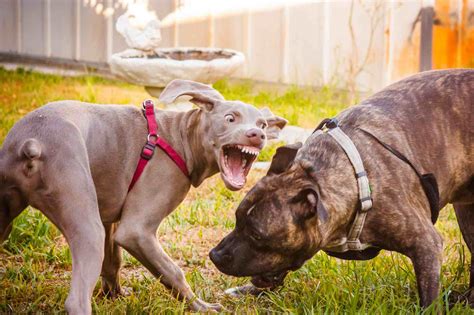 How to Stop Aggressive Behavior in Dogs