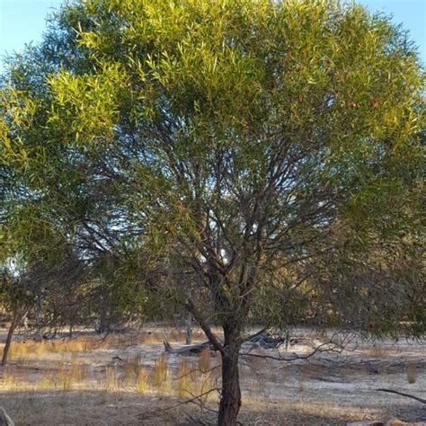 acacia acuminata (Jam Wattle, Jam Tree) – Westgrow Farm Trees