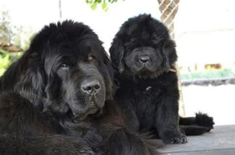 Newfoundland Dog Dog Breed Information, Images, Characteristics, Health