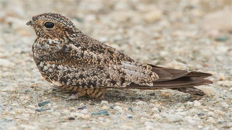 Antillean Nighthawk | Audubon Field Guide