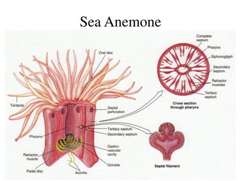 Diagram Of A Sea Anemone