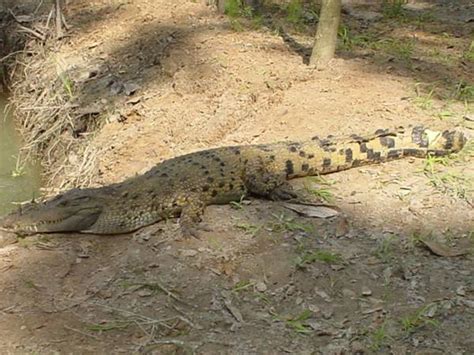 New Guinea Crocodile | Animal of the world Wiki | Fandom