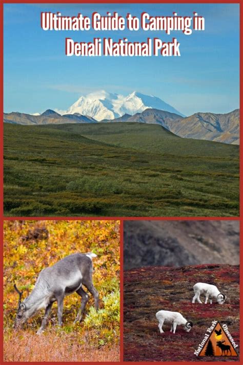 The Ultimate Guide to Camping in Denali National Park - National Park ...