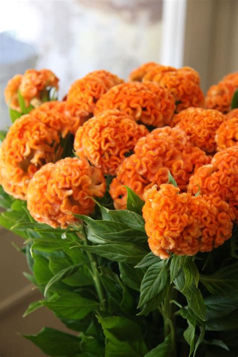 38 best images about Celosia Bouquet on Pinterest | Christmas arrangements, Bouquets and Billy balls