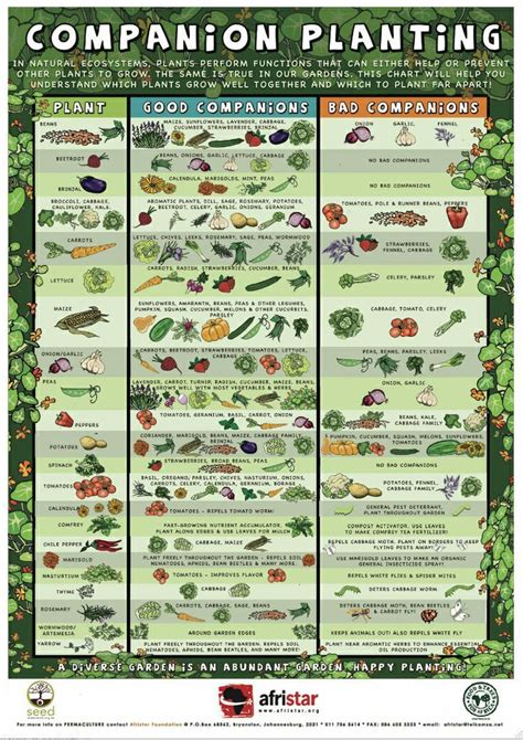 Companion Planting Cheat Sheet | Garden companion planting, Companion gardening, Companion ...