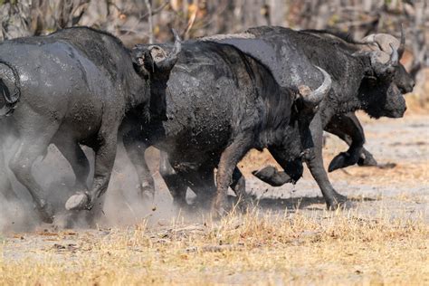 Buffalo Herd Botswana - Free photo on Pixabay - Pixabay