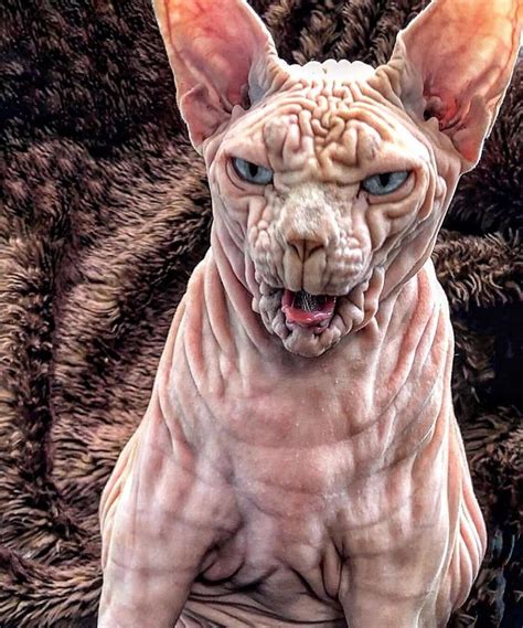 Meet Xherdan The Naked Cat With Countless Wrinkles And A Terrifying Stare (50 Pics) - Success ...