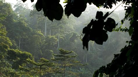 Damaged tropical forests now emit more carbon than all the vehicles in ...