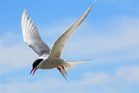 Arctic Tern Facts: Habitat, Diet, Conservation, & More