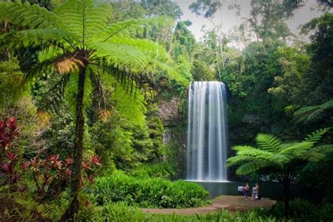 Daintree Rainforest - Australia | Daintree rainforest, Rainforest biome, Rainforest