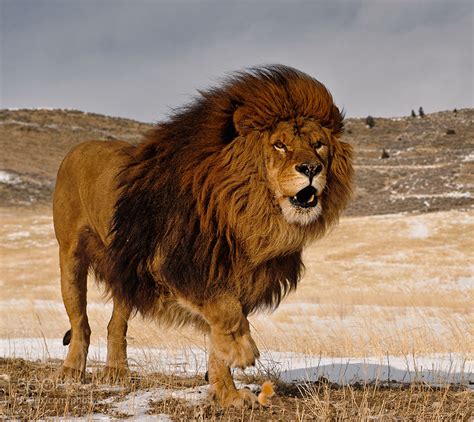 Photograph Barbary Lion by Christopher R. Gray on 500px