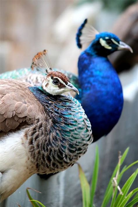 Pin by MakingMoreBeauty on PEACOCKS | Female peacock, Peacock, Pet birds