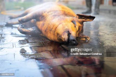 101 Cleaning Pig Farm Stock Photos, High-Res Pictures, and Images - Getty Images