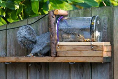 How to make a squirrel feeder – Artofit