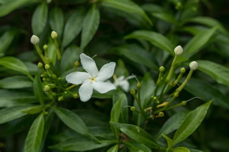 Flowering Evergreen Shrubs Plants