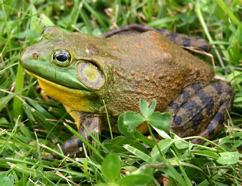 File:North-American-bullfrog1.jpg - Wikimedia Commons