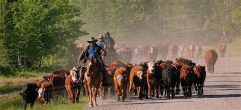 Cattle Herding - Stock Photo - Dissolve