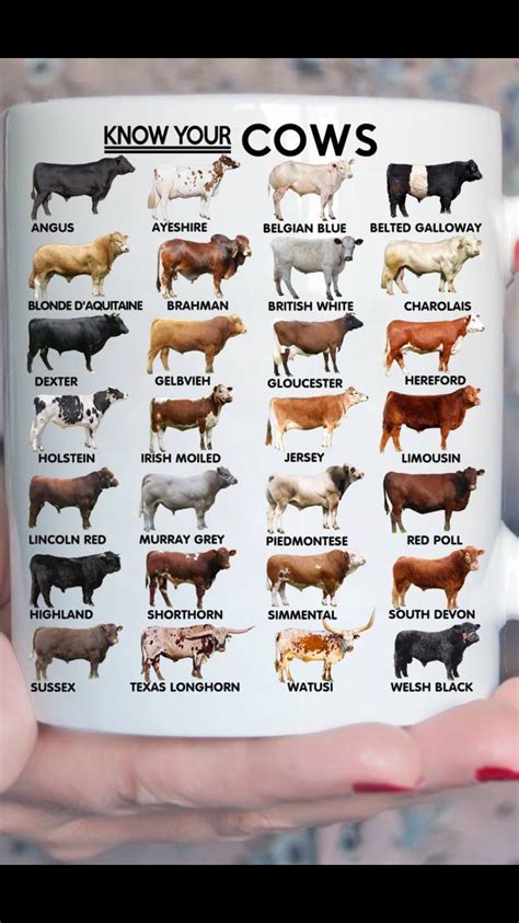 Livestock Breeds - Farm House