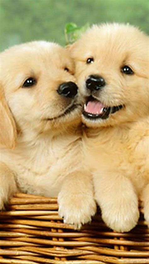 Cute Puppies Phone Wallpapers - Wallpaper Cave